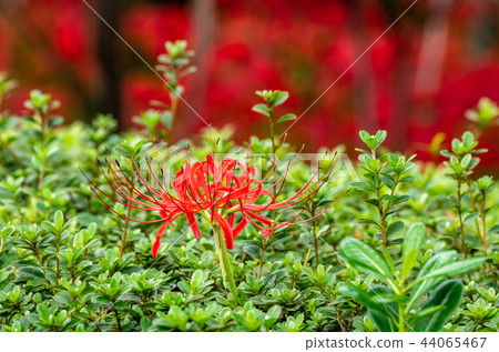 Cluster amaryllis Cluster amaryllis 44065467