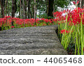 Cluster amaryllis 44065468