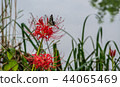 Cluster amaryllis 44065469