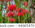 Cluster amaryllis 44065470