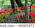 Cluster amaryllis 44065471
