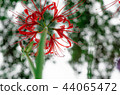 Cluster amaryllis 44065472
