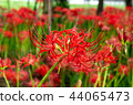 Cluster amaryllis 44065473
