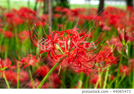 Cluster amaryllis Cluster amaryllis 44065473