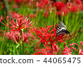 Cluster amaryllis 44065475