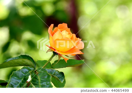 安妮弗蘭克的玫瑰開花在三鷹Senkawa公園 44065499