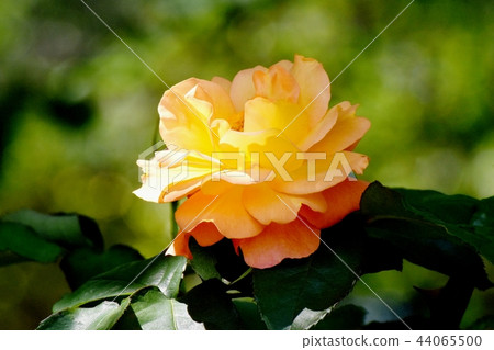 Rose of Anne Frank blooming in Mitaka Senkawa Park Rose of Anne Frank blooming in Mitaka Senkawa Park 44065500
