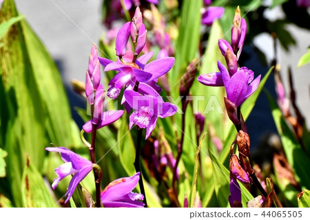 在三鷹中原（紫色蘭花）盛開的矽烷 44065505