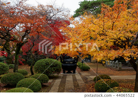 Japan's fall-gradient of autumn leaves Japan's fall-gradient of autumn leaves 44065522