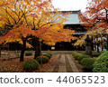 Japanese autumn-yellow leaves 44065523
