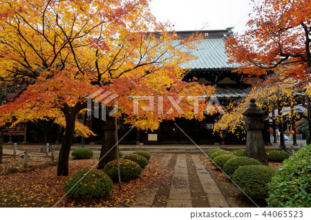 Japanese autumn-yellow leaves Japanese autumn-yellow leaves 44065523