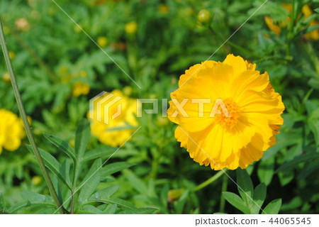 Cosmos Cosmos 44065545