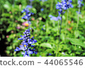 Salvia 44065546