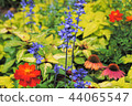 Salvia 44065547