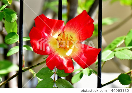 開花在三鷹中原的紅色唯一玫瑰雞尾酒 44065580