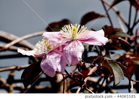Pink clematis blooming in Mitaka Nakahara Pink clematis blooming in Mitaka Nakahara 44065585