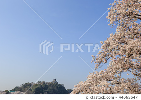 在清晨Kisogawa河國寶Inuyama城堡和櫻花 44065647