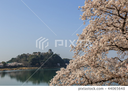 在清晨Kisogawa河國寶Inuyama城堡和櫻花 44065648