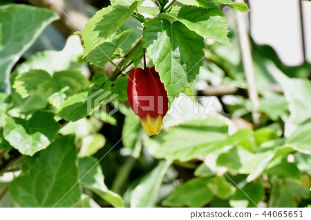 Tyrolean lamp blooming in Mitaka Nakahara 44065651