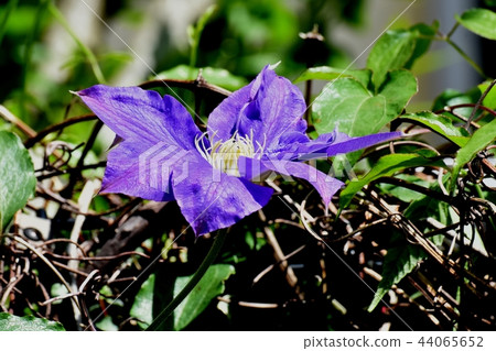 開花在三鷹中原的紫色鐵線蓮屬 開花在三鷹中原的紫色鐵線蓮屬 44065652