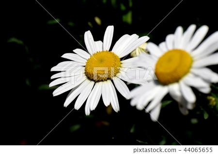 瑪格麗特盛開在三鷹中原 44065655