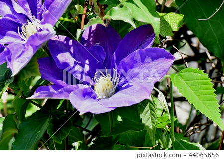 開花在三鷹中原的紫色鐵線蓮屬 44065656