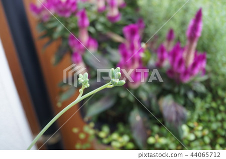 A bud A bud 44065712