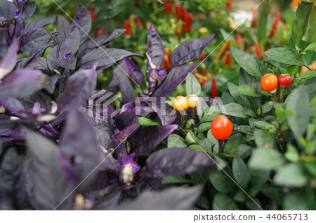 Solanaceous department ~ Halloween Solanaceous department ~ Halloween 44065713
