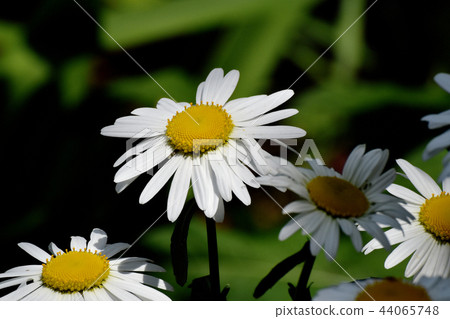 瑪格麗特盛開在三鷹中原 44065748