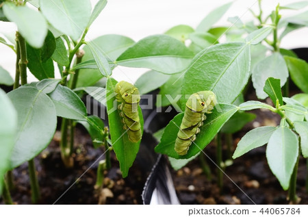 Namiageha的幼蟲在最後的時代 Namiageha的幼蟲在最後的時代 44065784