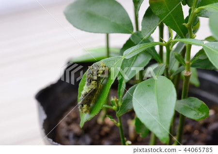 4th instar larva of Namihaha just before molting 44065785