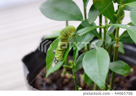 Last-instar larvae of Namihaha immediately after molting Last-instar larvae of Namihaha immediately after molting 44065786