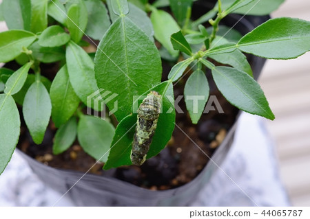 4th instar larva of Namihaha just before molting 4th instar larva of Namihaha just before molting 44065787