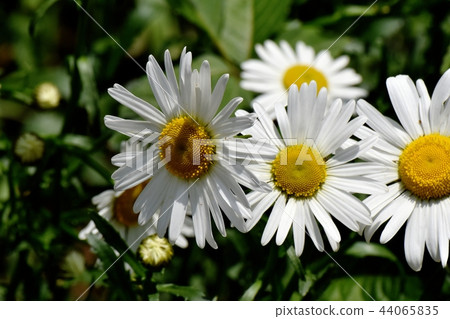 瑪格麗特盛開在三鷹中原 44065835