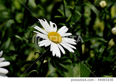 Margaret blooming in Mitaka Nakahara 44065836