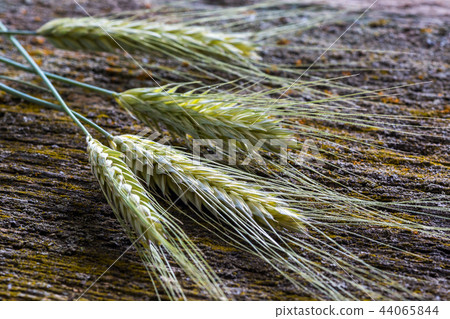 Ears of wheat, close-up Ears of wheat, close-up 44065844