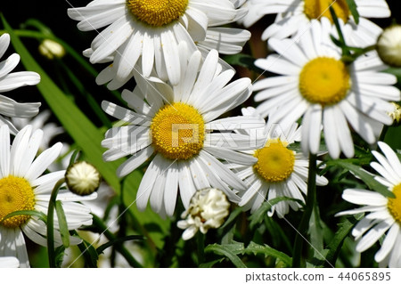 瑪格麗特盛開在三鷹中原 44065895