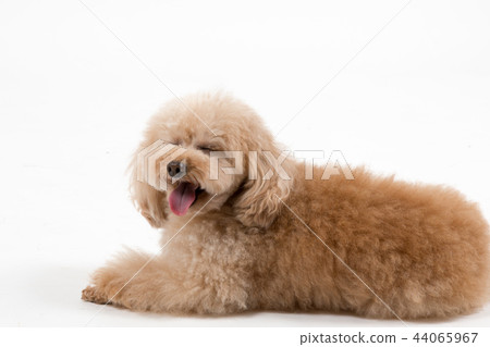 玩具貴賓犬 玩具貴賓犬 44065967