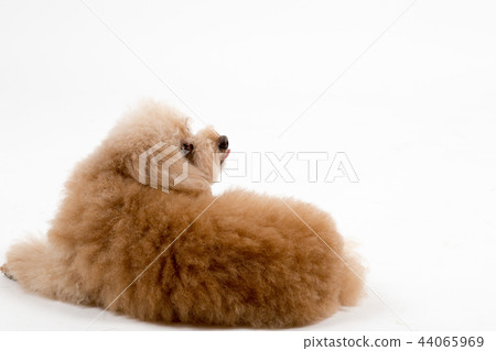 玩具貴賓犬 玩具貴賓犬 44065969