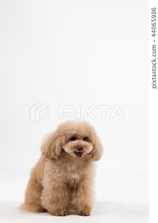 toy poodle  44065986