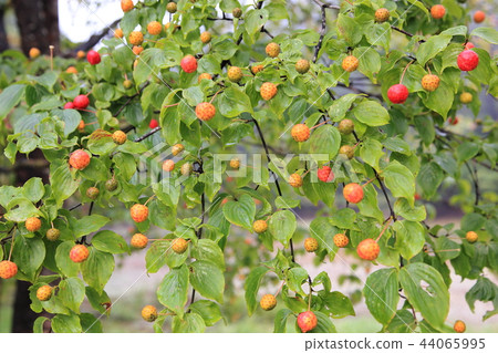 Fruit of Yamabote 44065995