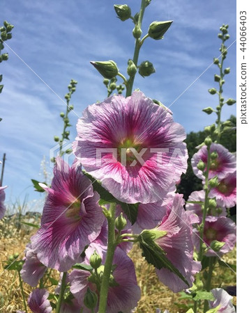 Flowers 44066403