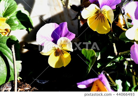 Purple and yellow bicolor viola blooming in Mikasa Nakahara Purple and yellow bicolor viola blooming in Mikasa Nakahara 44066493