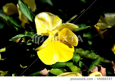 在三鷹中原開花的黃色三色堇 在三鷹中原開花的黃色三色堇 44066547