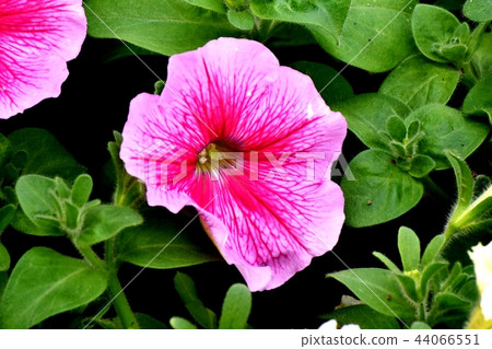 Pink Petunia blooming in Mitaka Nakahara Pink Petunia blooming in Mitaka Nakahara 44066551