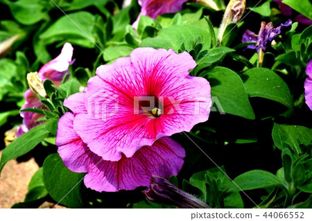 Pink Petunia blooming in Mitaka Nakahara 44066552