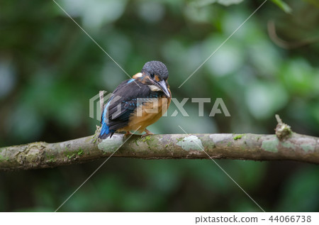 Blue-banded kingfisher (Alcedo euryzona 44066738