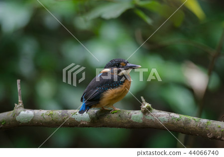 Blue-banded kingfisher (Alcedo euryzona 44066740