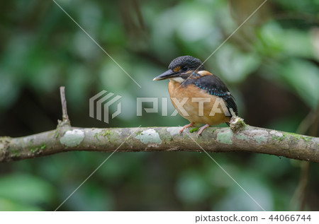 Blue-banded kingfisher (Alcedo euryzona 44066744
