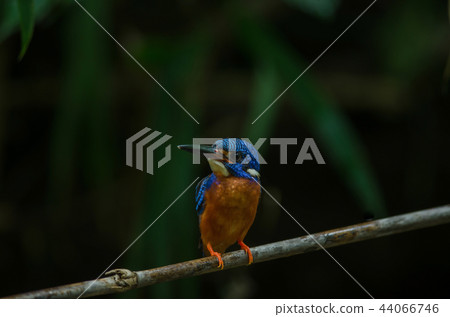 Blue-eared Kingfisher (Alcedo meninting) 44066746